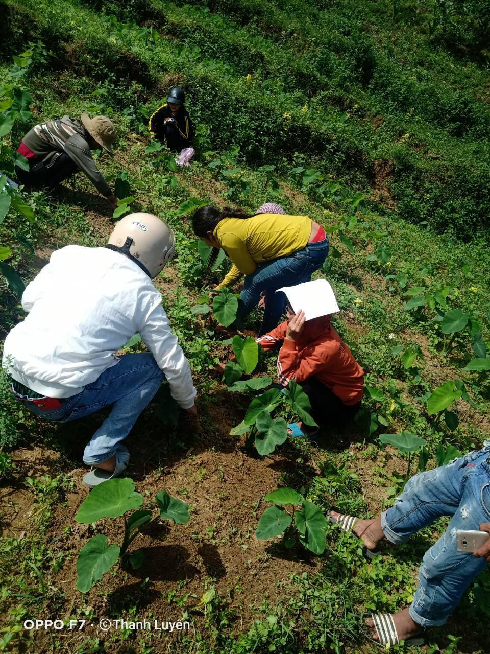 Sơn Màu: Tổ chức tập huấn trồng khoai sọ