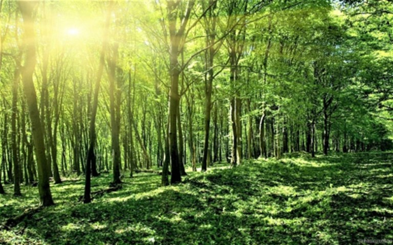 Nâng cao chất lượng rừng nhằm bảo tồn hệ sinh thái rừng và phòng,...